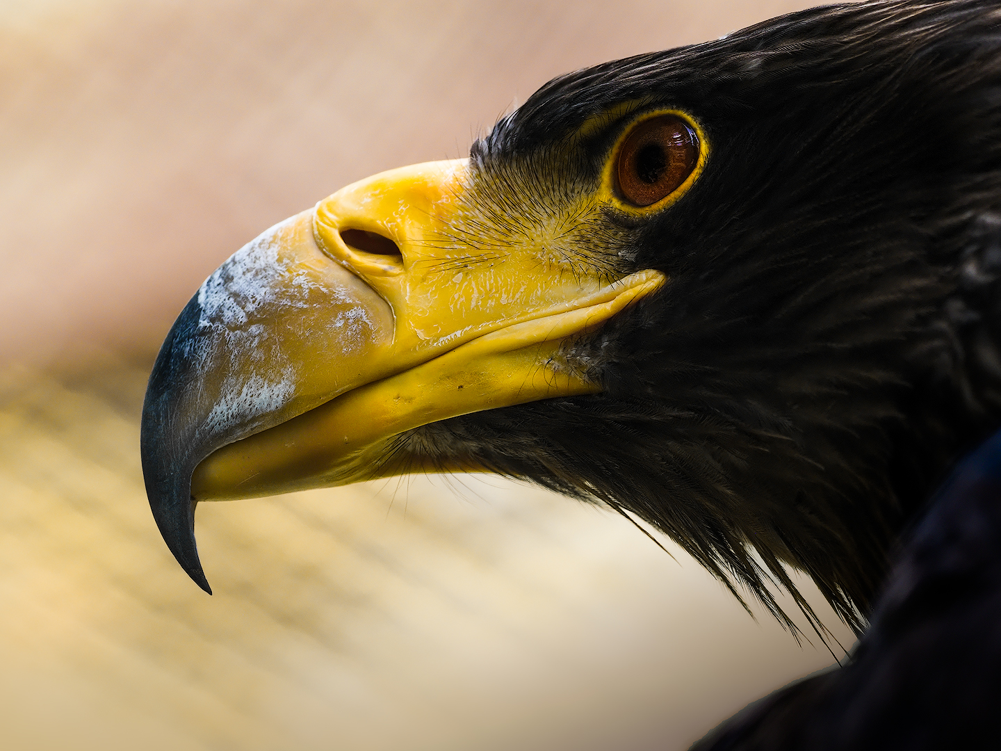 Steinadler Portrait