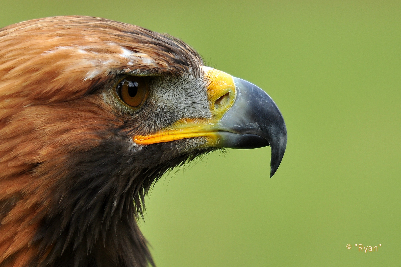 Steinadler Portrait