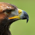 Steinadler Portrait