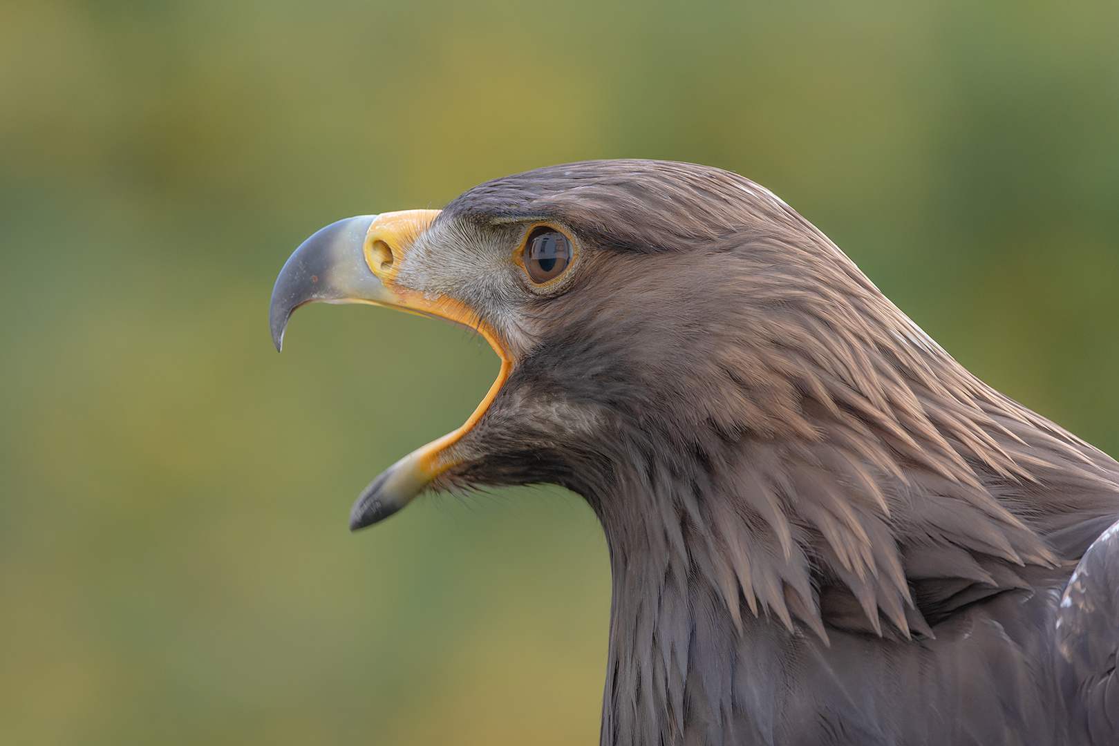 Steinadler Portrait 1