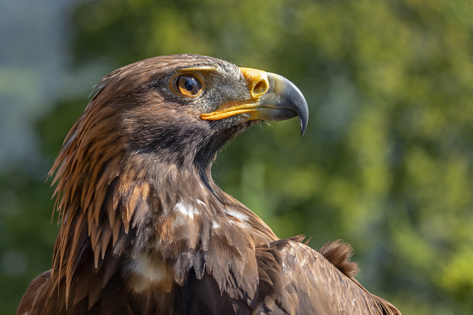 Steinadler-Portrait 2