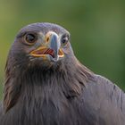 Steinadler Portrait 2