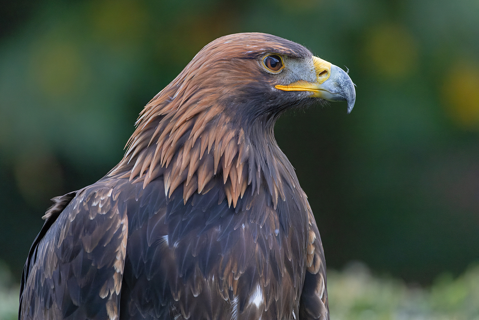 Steinadler Portrait 3