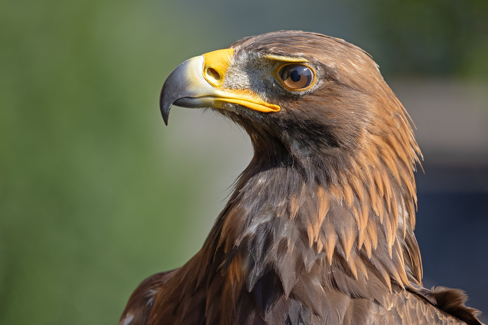 Steinadler-Portrait