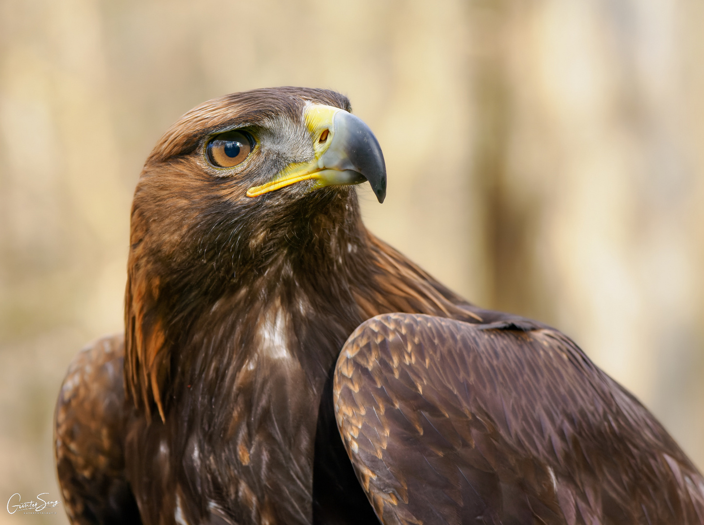 Steinadler Portrait....