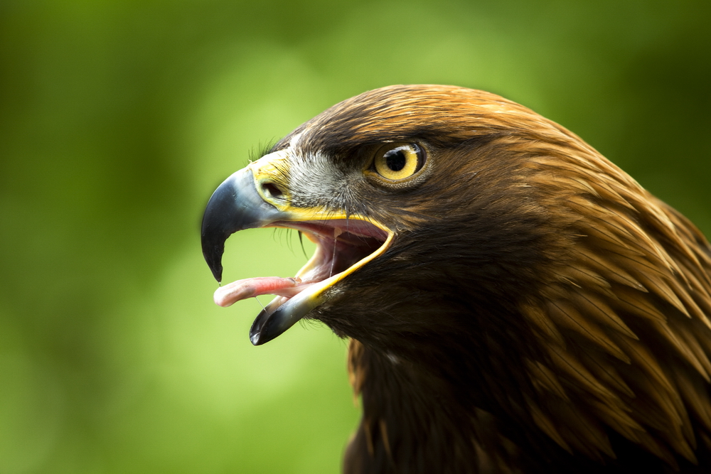 Steinadler - Portrait