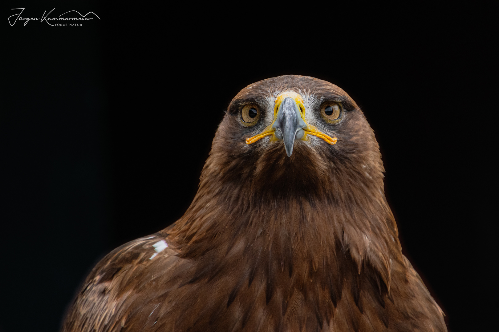 Steinadler Portrait 