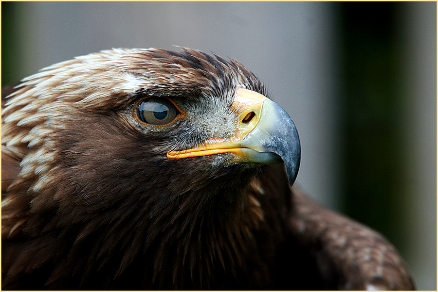 Steinadler-Portrait