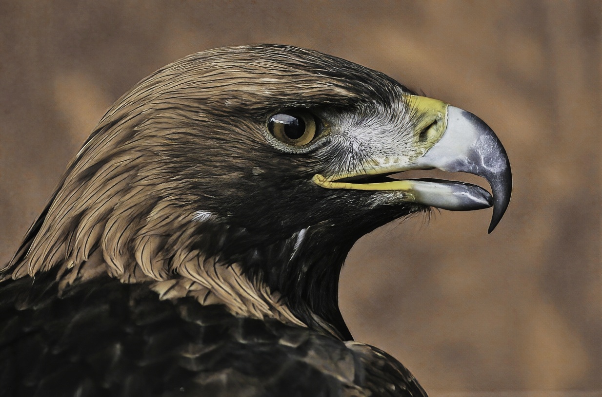 Steinadler portret