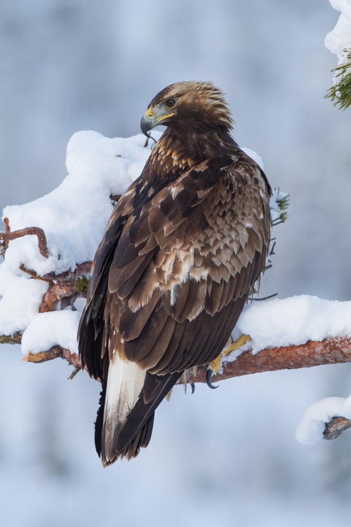 Steinadler: Rückblick