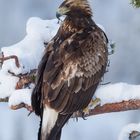 Steinadler: Rückblick