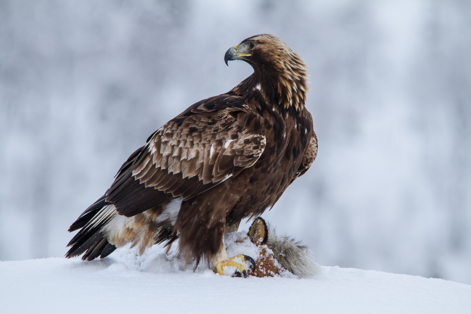 Steinadler: Schulterblick