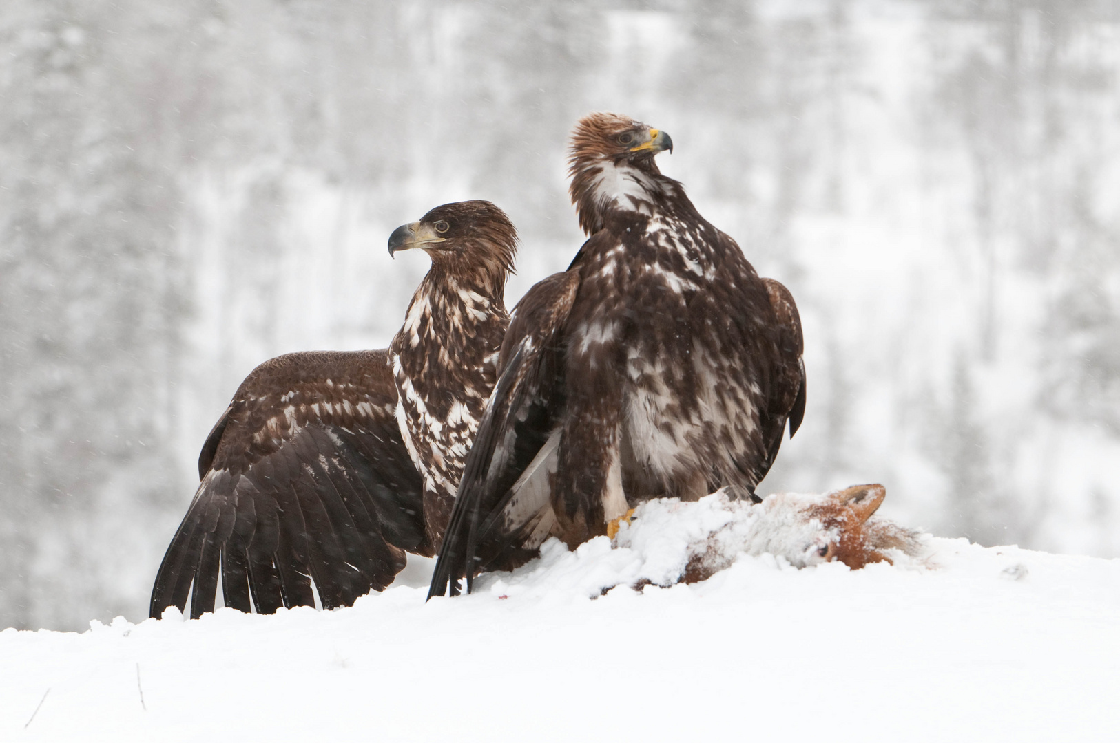 Steinadler, Seeadler: Wer ist hier der Grösste?!