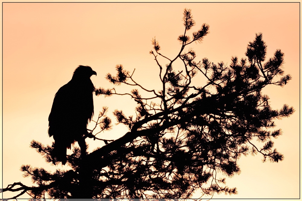 Steinadler Silhouette