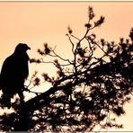 Steinadler Silhouette