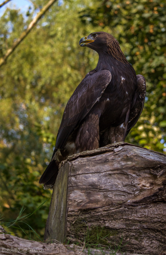 Steinadler thront auf einem Baumstamm