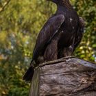 Steinadler thront auf einem Baumstamm