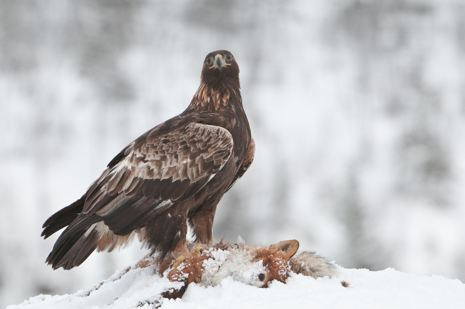 Steinadler: Treuer Blick.