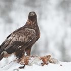 Steinadler: Treuer Blick.