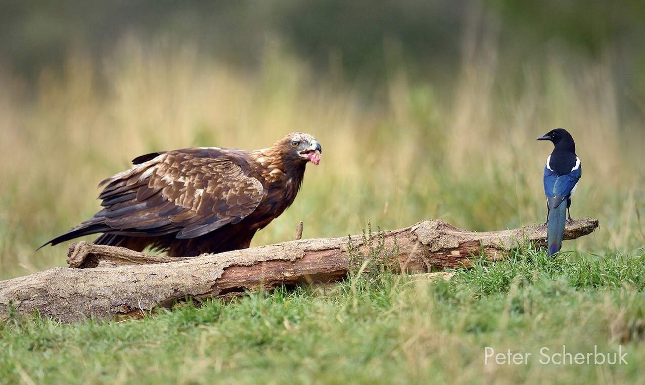 Steinadler trifft Elster....