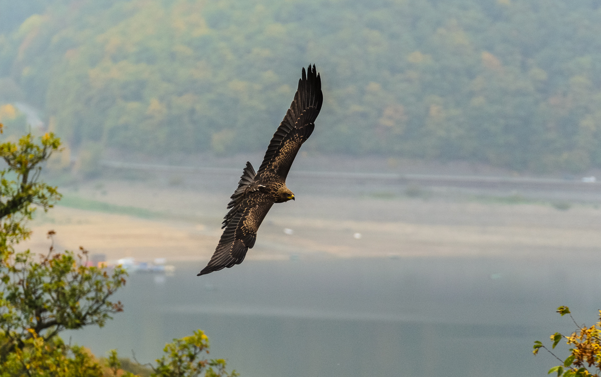 Steinadler überm Edersee