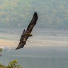 Steinadler überm Edersee