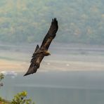 Steinadler überm Edersee