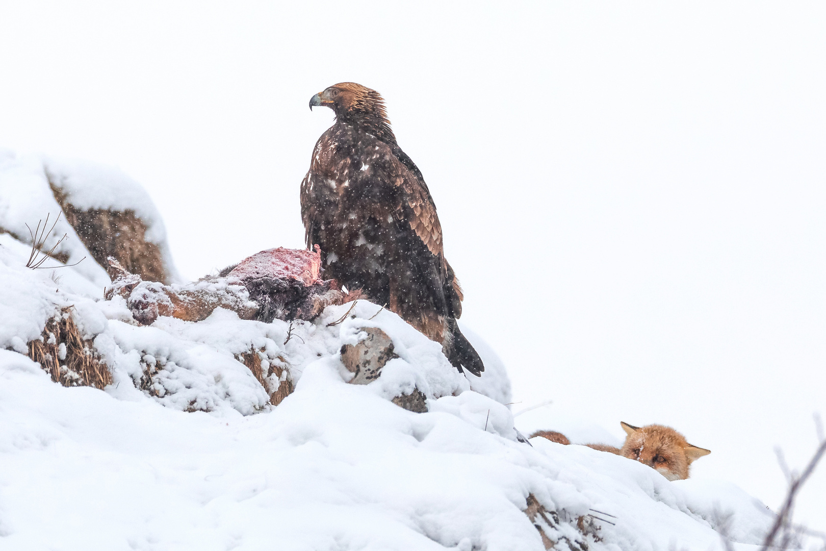 Steinadler und Fuchs