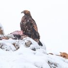 Steinadler und Fuchs