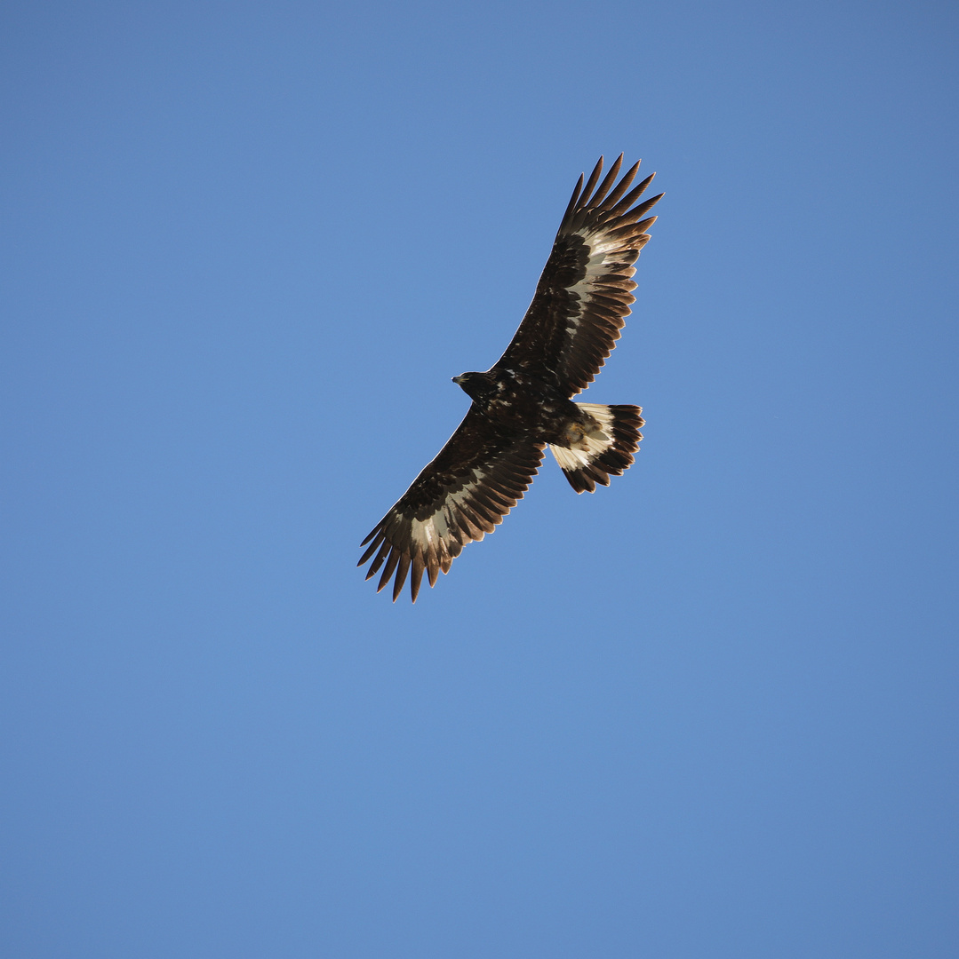 Steinadler (von unten)