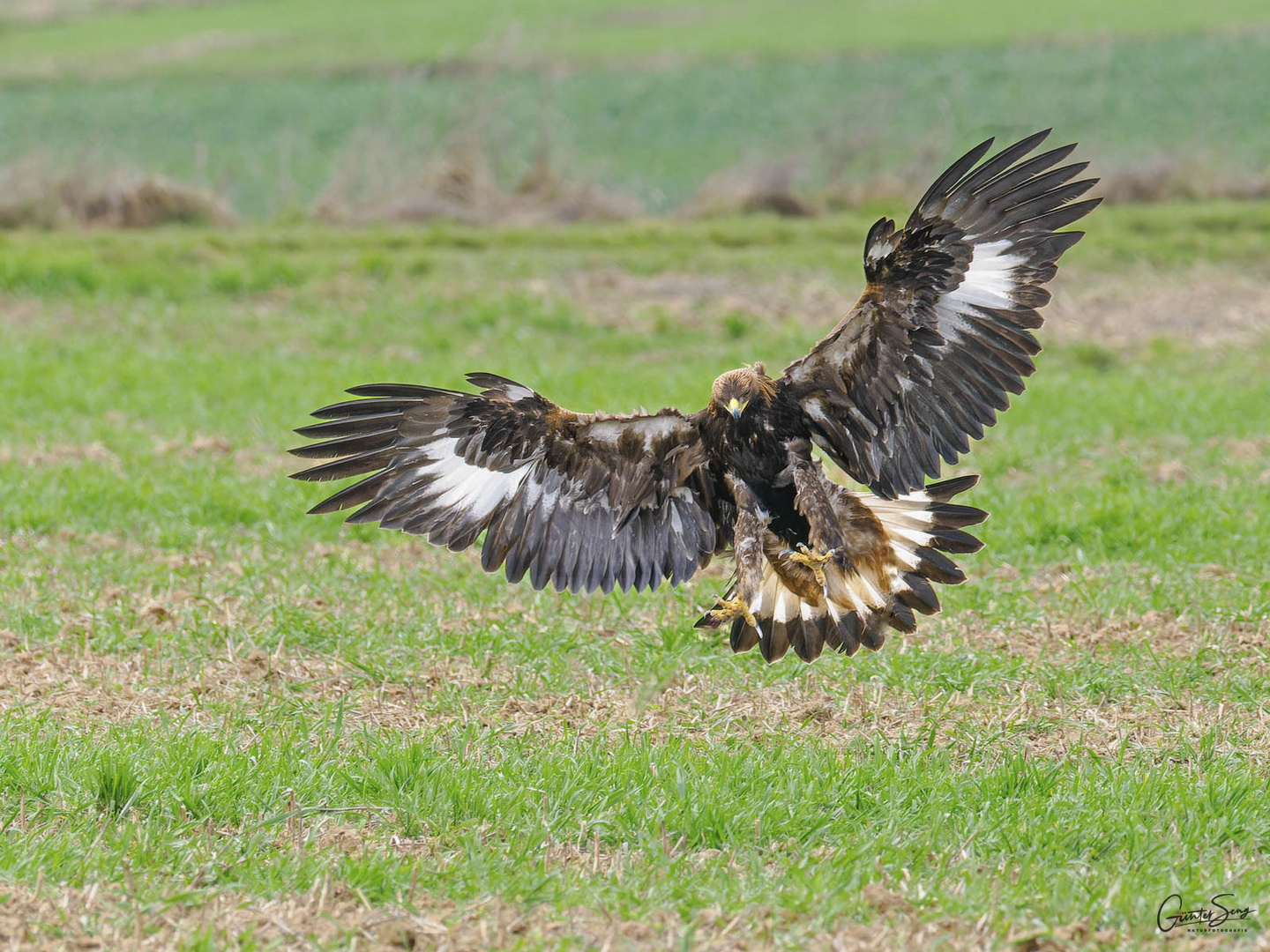 Steinadler vor der Landung