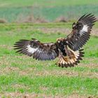 Steinadler vor der Landung