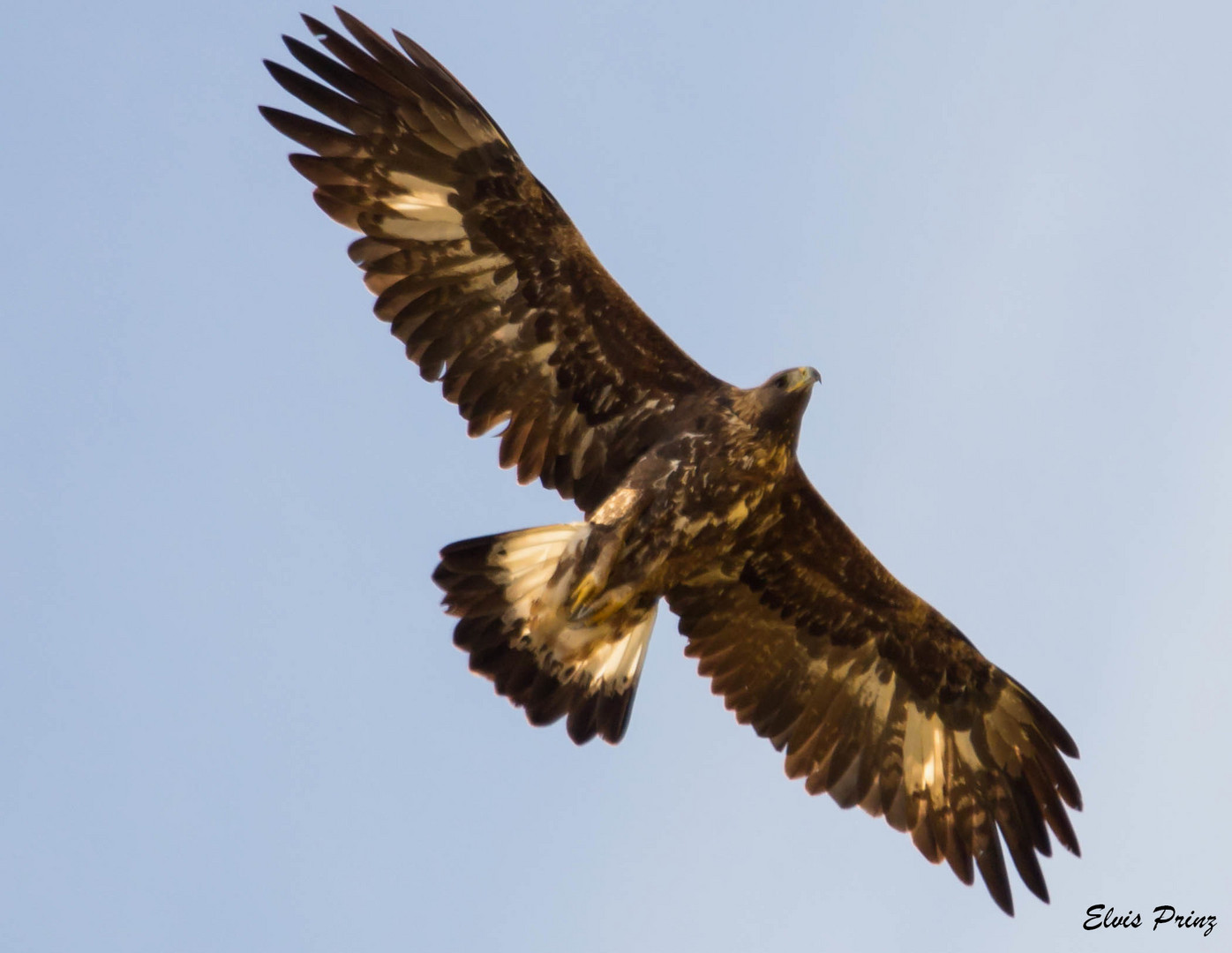 Steinadler "Wildlife" 3