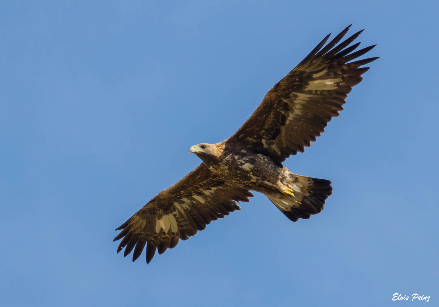 Steinadler "Wildlife"