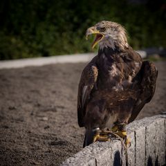 Steinadler - Wildpark Potzberg