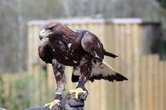 Steinadler "Zar" im Wildpark Lüneburger Heide