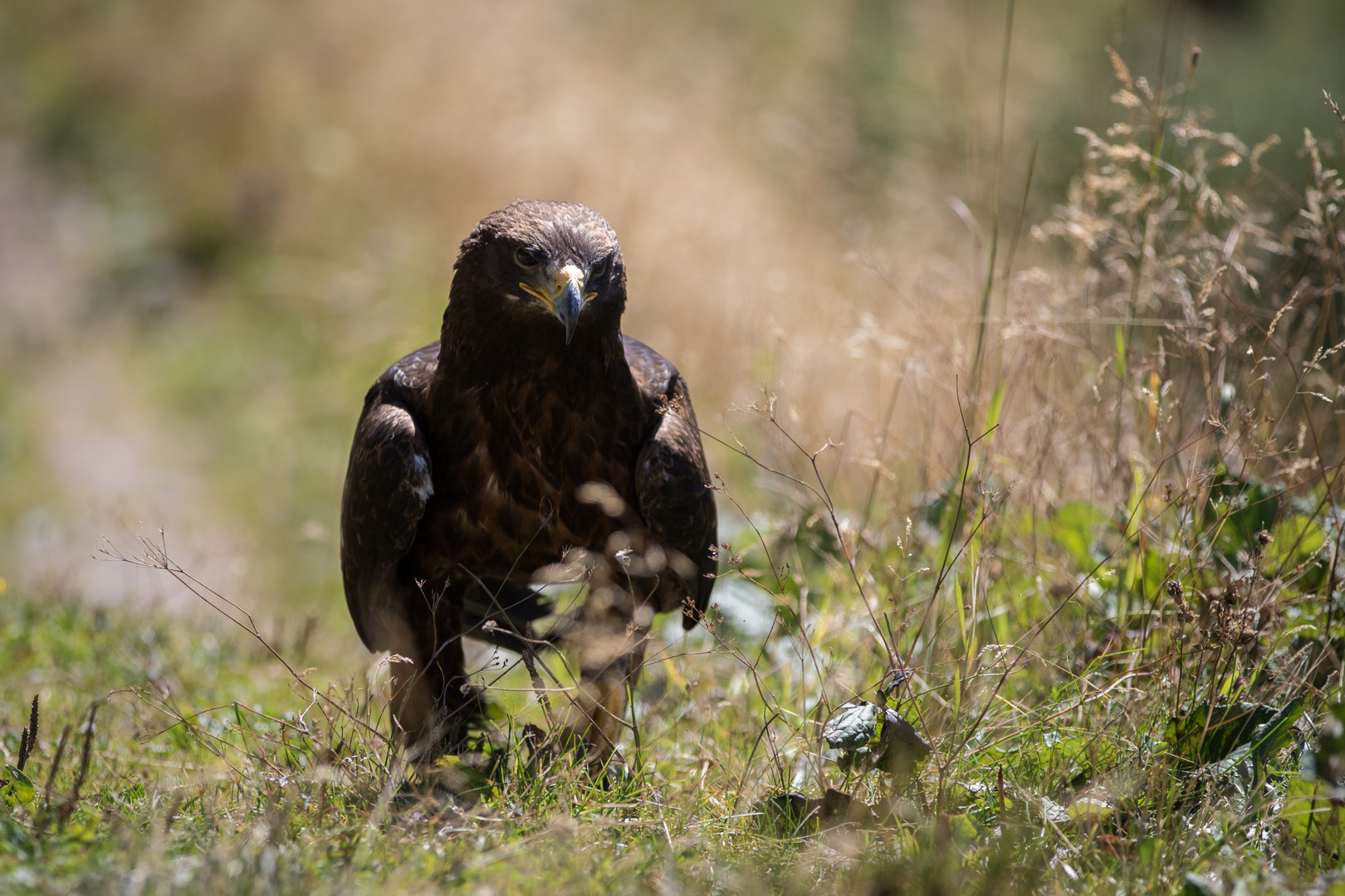 Steinadler zu Fuss, Falknerei Galina