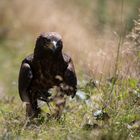 Steinadler zu Fuss, Falknerei Galina