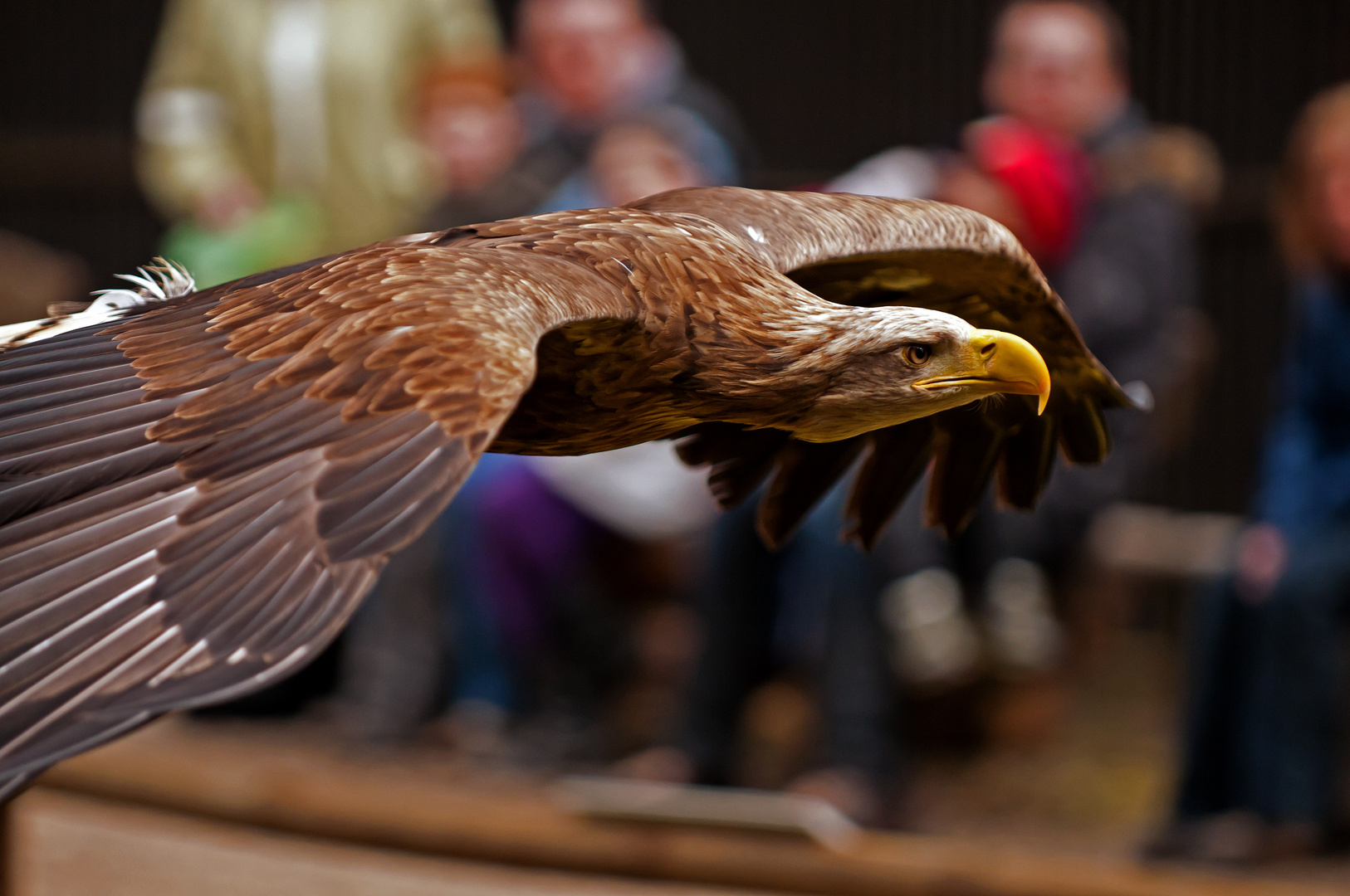 Steinadler zur Flugshow