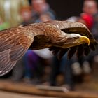 Steinadler zur Flugshow