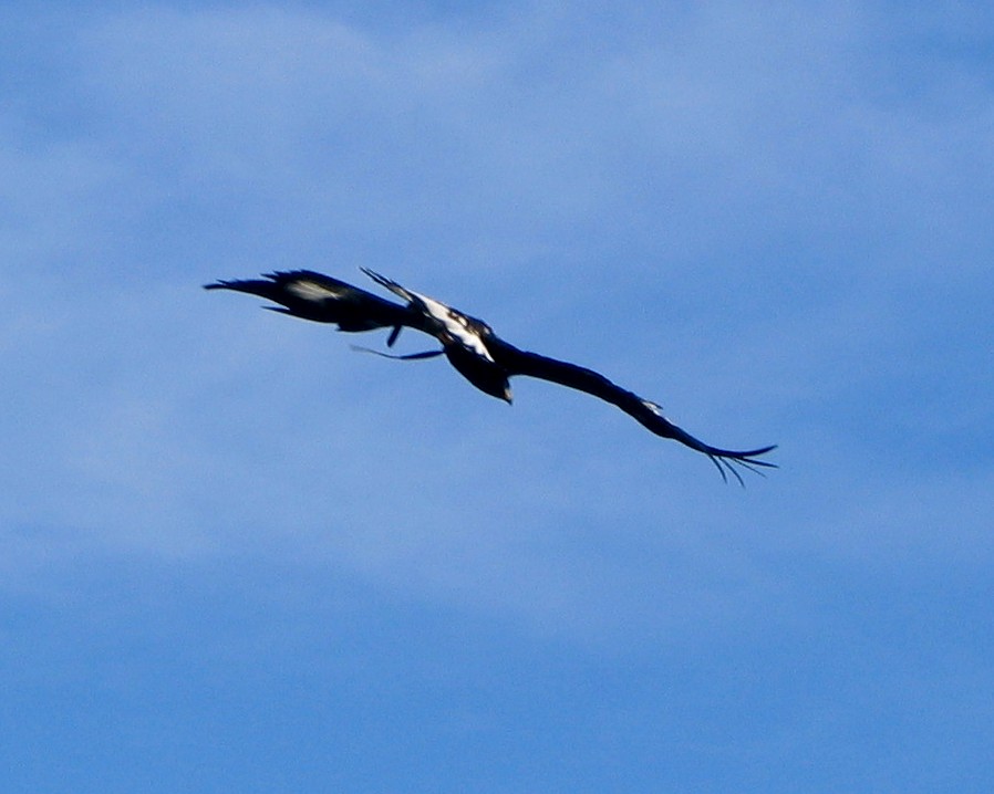 Steinadler,Aquila ch.chrysaetos