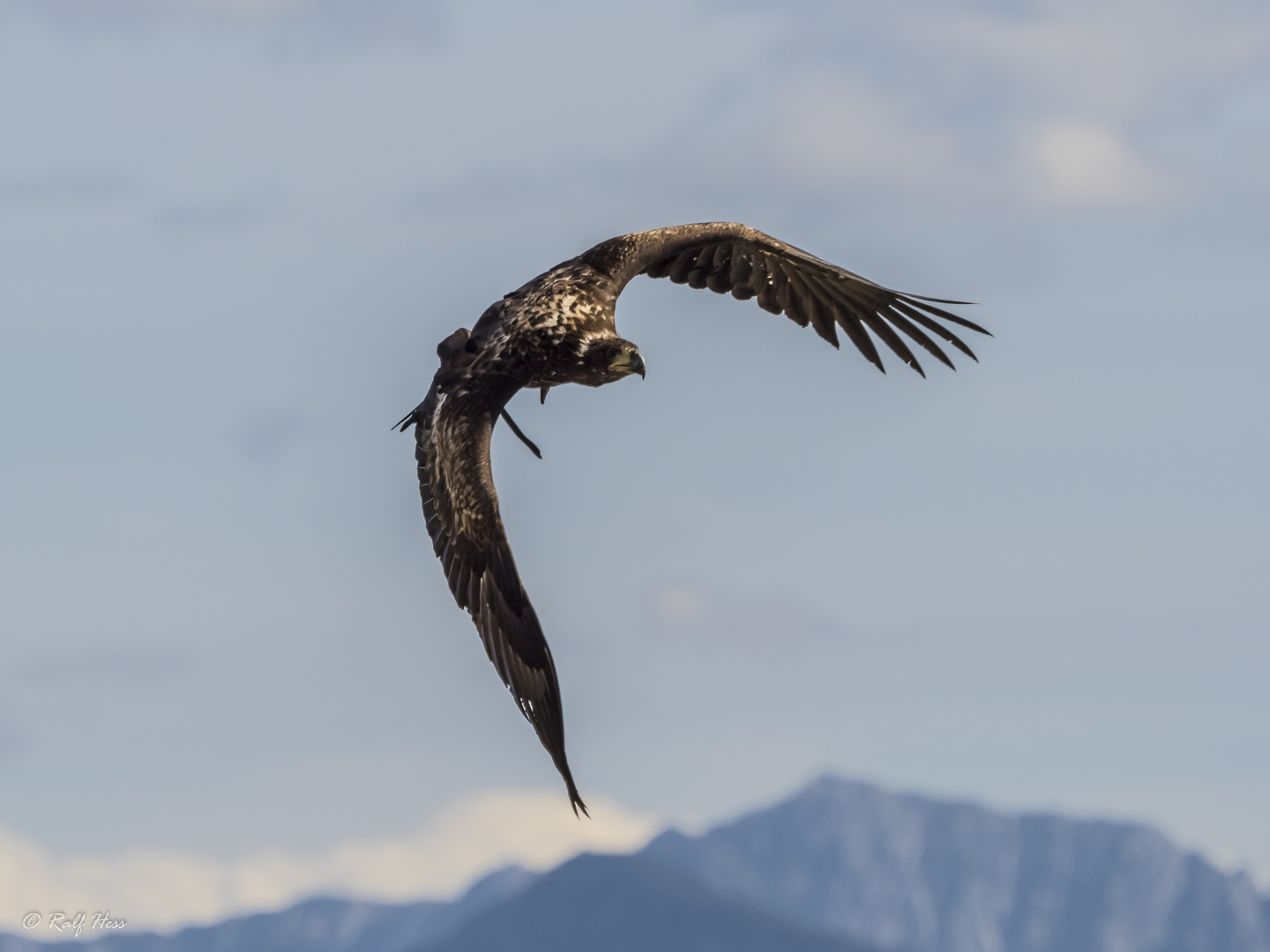 Steinadlerjungvogel