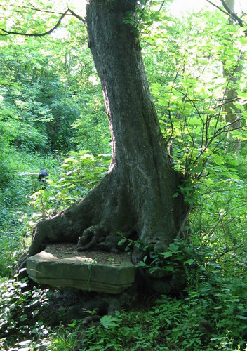 Steinaltar mit Baum verwachsen