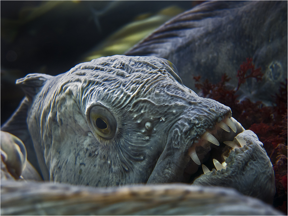 STEINBEISSER Foto & Bild | tiere, zoo, wildpark & falknerei, zoo: fische Bilder auf fotocommunity