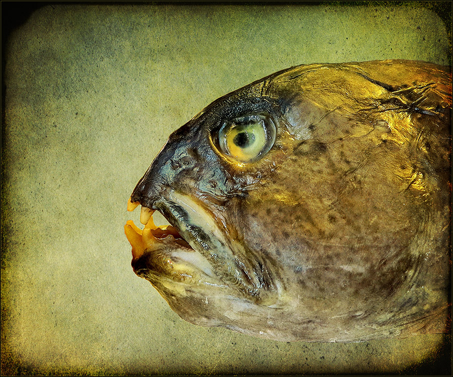steinbeißer...[] Foto & Bild | natur-kreativ, aufnahmetechniken, natur fine art Bilder auf ...
