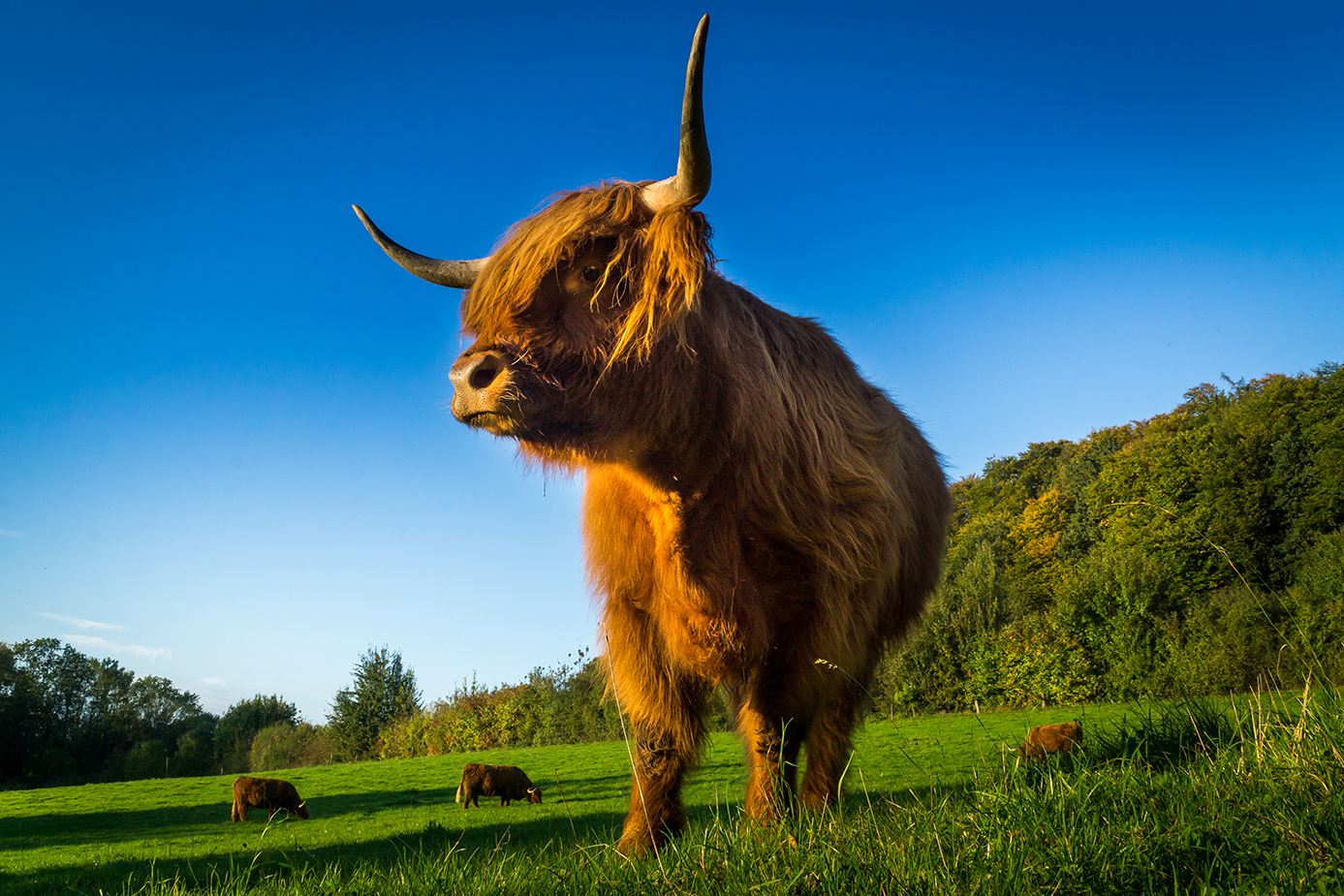 Steinberger Highland Cattle