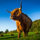 Steinberger Highland Cattle