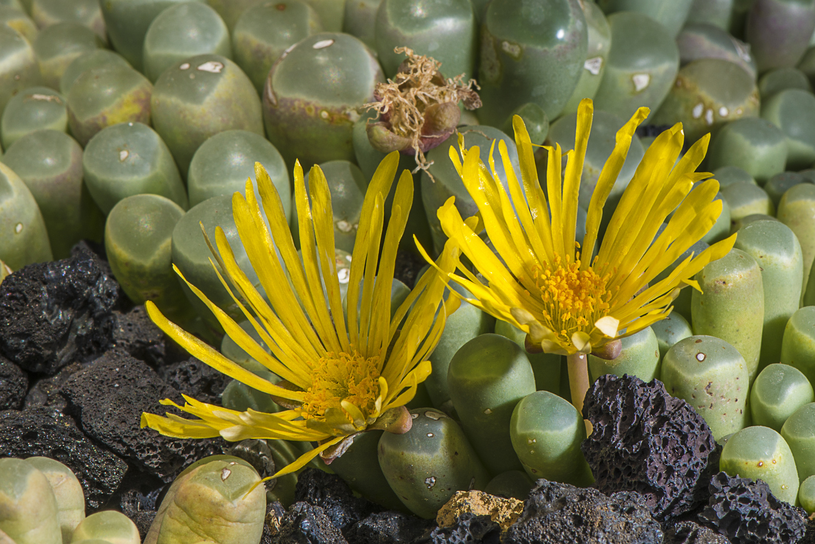 Steinblumen