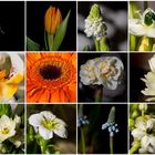 Steinblumen Collage..