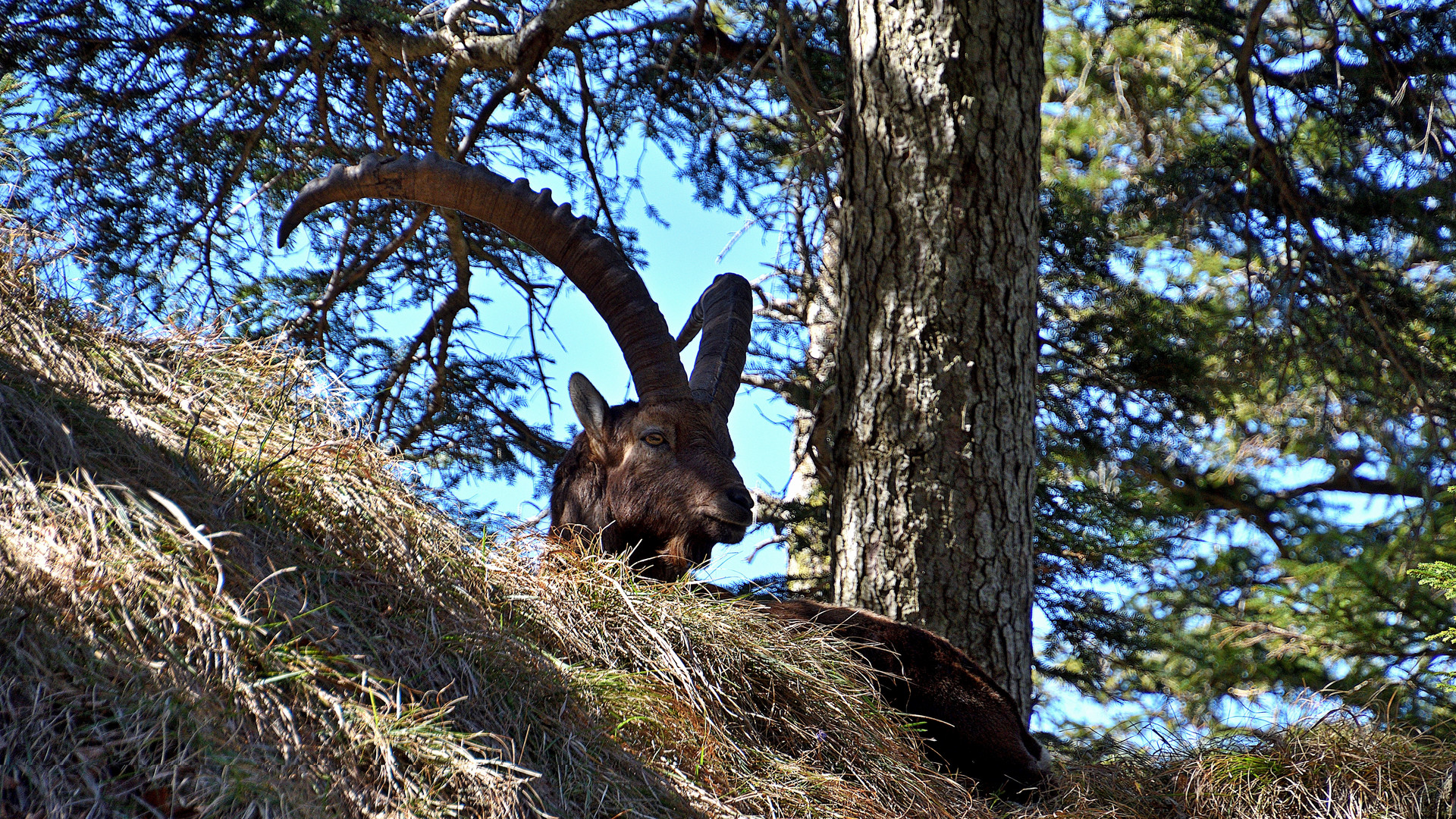 Steinbock 01